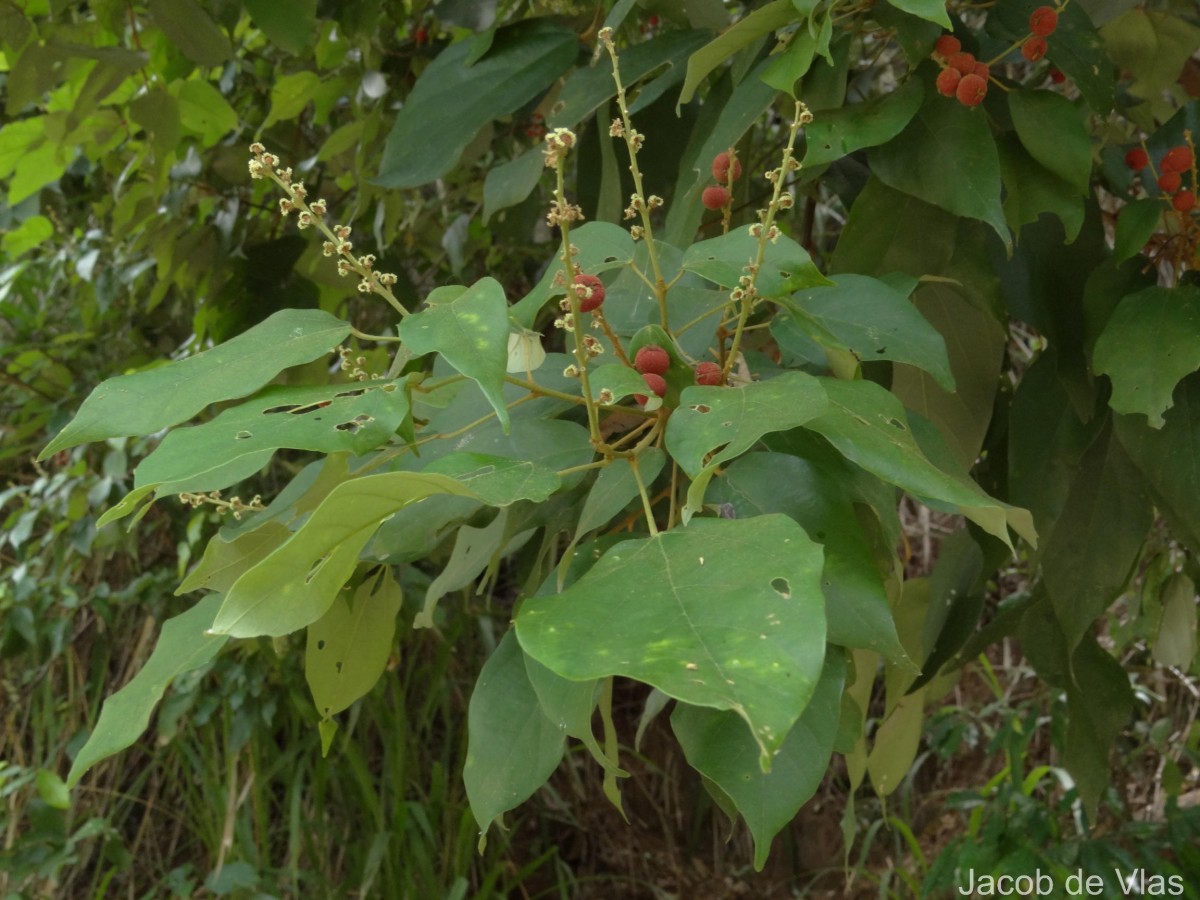 Mallotus philippensis (Lam.) Müll.Arg.